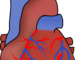 aorta 151145 1280