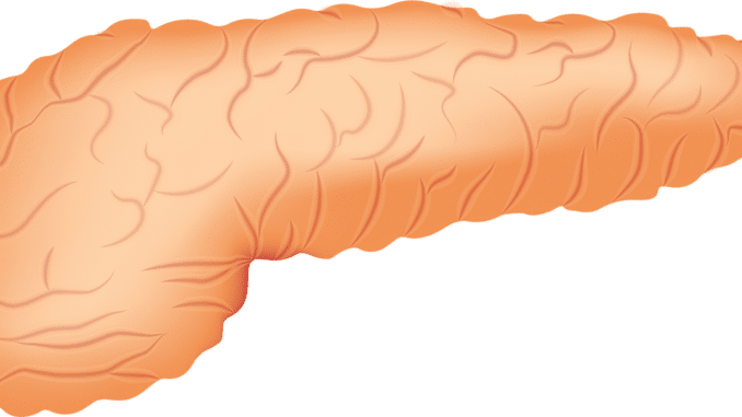 pancreas 2934621 1920