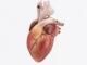 human heart design