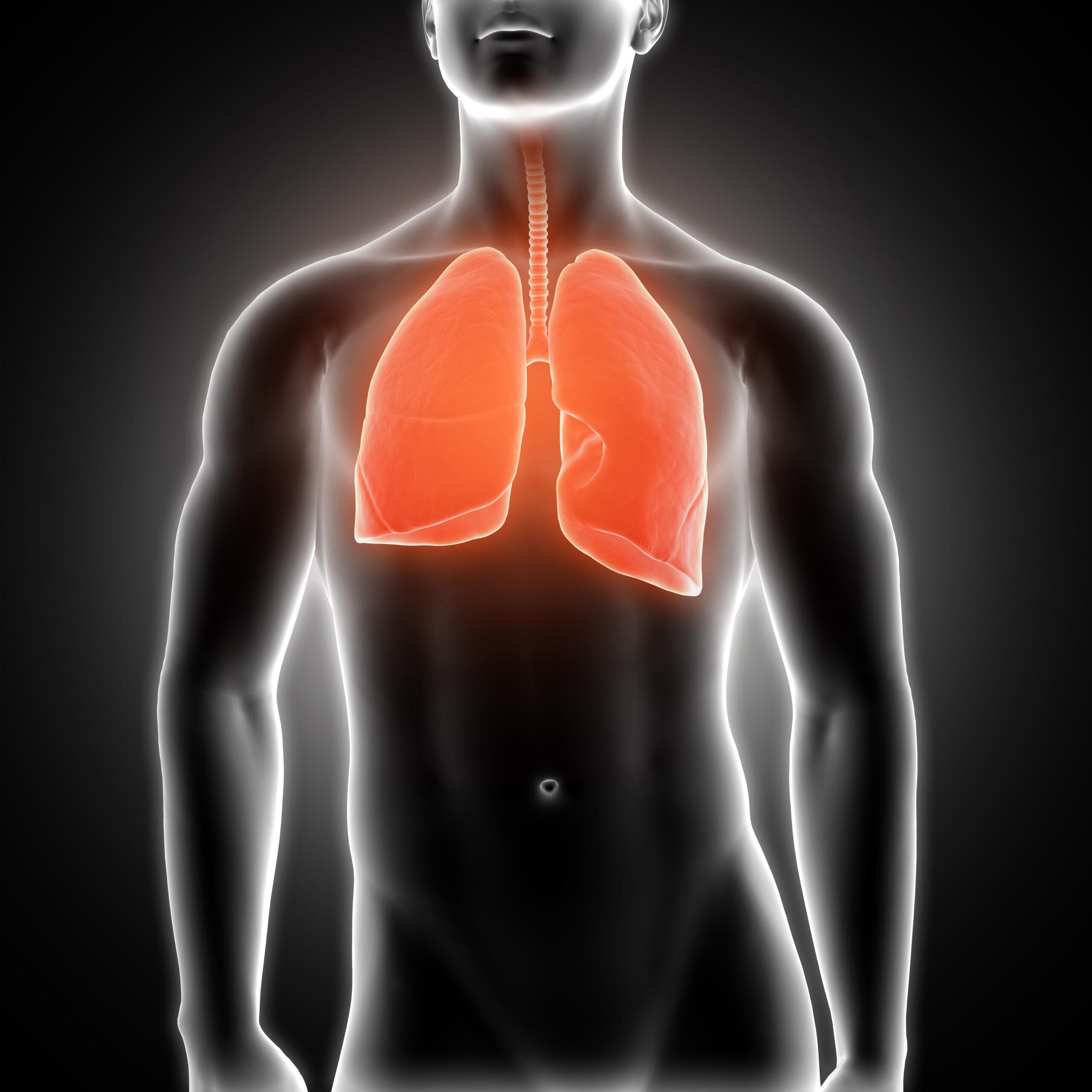 lungs scaled