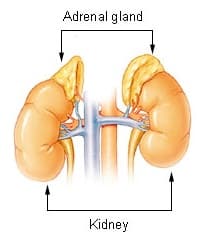 adrenal gland