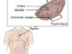 thymus