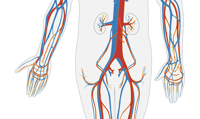 human body 311864 1280