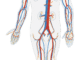 human body 311864 1280