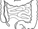 intestines 293929 1280