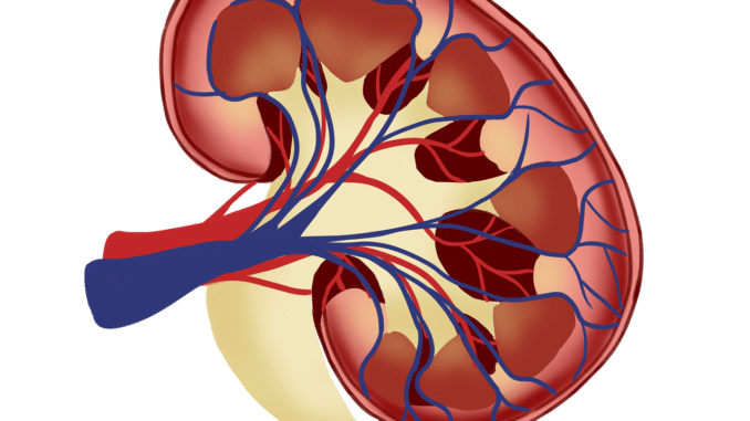 kidney 6694025 1280
