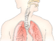 anatomy 145696 1280