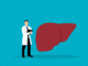 liver 6685574 1280