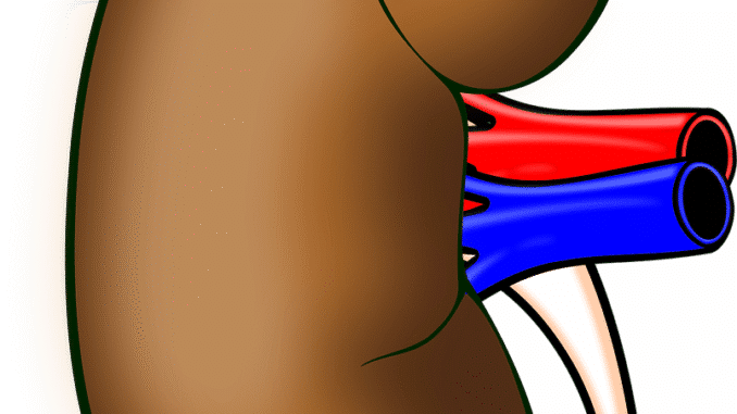 anatomy 158998 1280