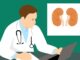 kidney 3667909 1280